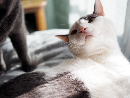 見上げる猫
