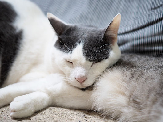 アゴ枕で寝る猫