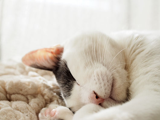 眠る猫