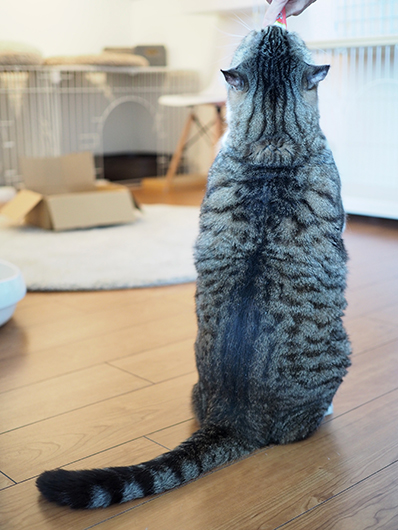 イッチャマンさんちのねこさん