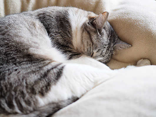 眠る猫