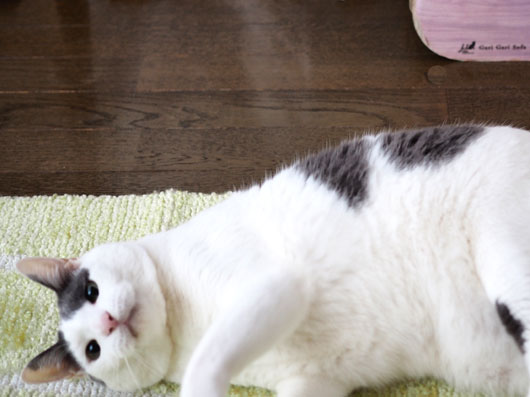 猫じゃらしで遊ぶ猫
