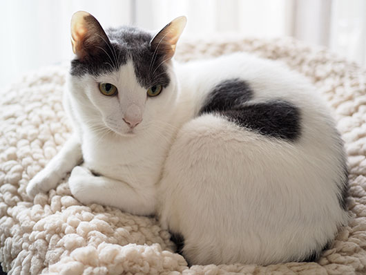 ハートの猫