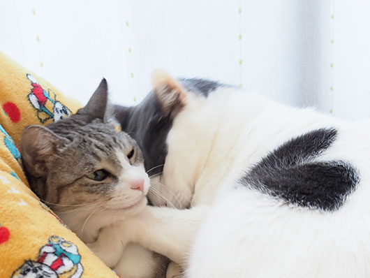 ハート猫