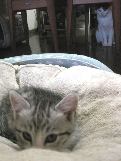 子猫と先住猫