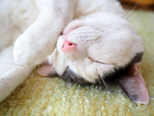 お昼寝する猫