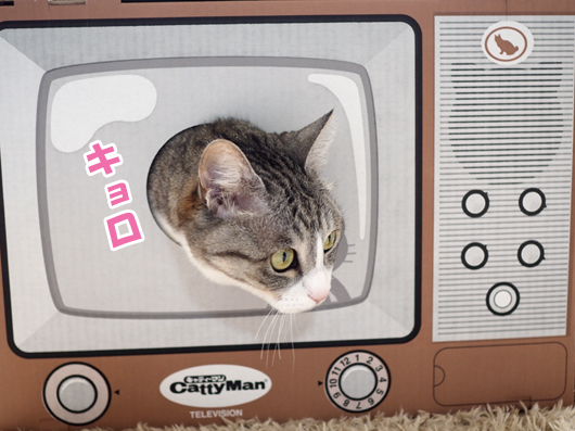 テレビ型爪とぎと猫