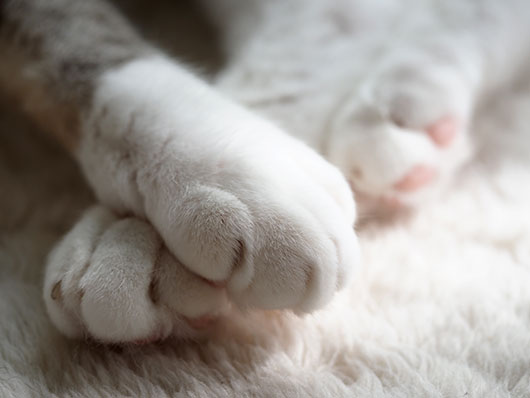 かわいいお手々 ねこ3生活 Powered By ライブドアブログ かわいいお手々 ねこ3生活 Powered By ライブドアブログ