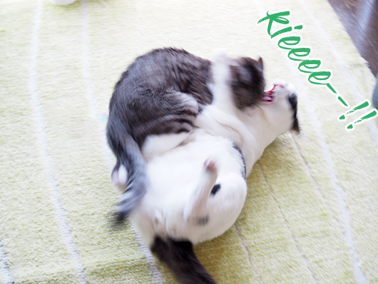 ケンカする猫