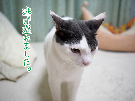 しょんぼりな猫