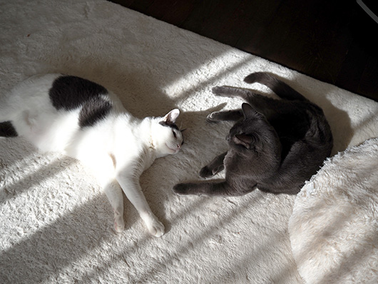 仲良しの猫