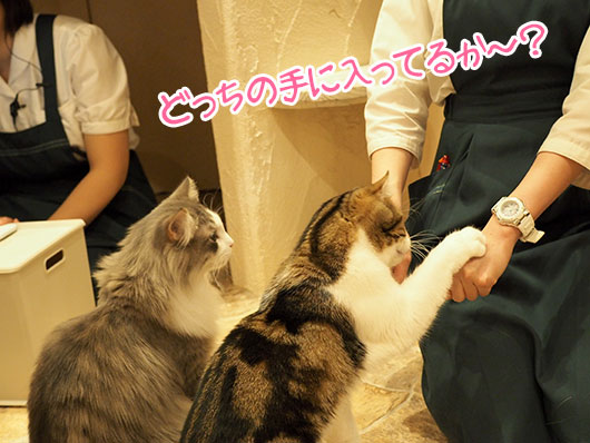 てまりのおしろ