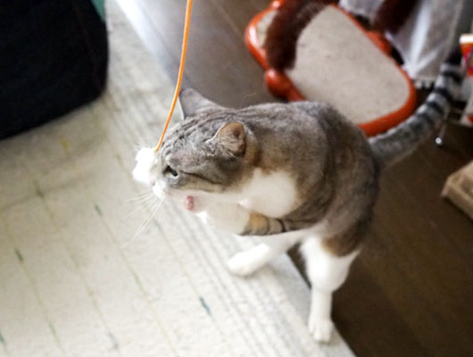 猫じゃらしを追いかける猫