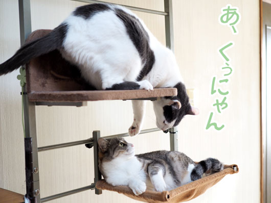 キャットウォークでのケンカ