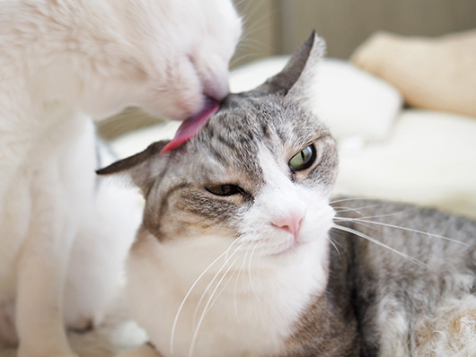 仲良しの猫