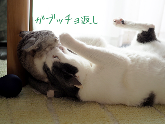 ケンカする猫