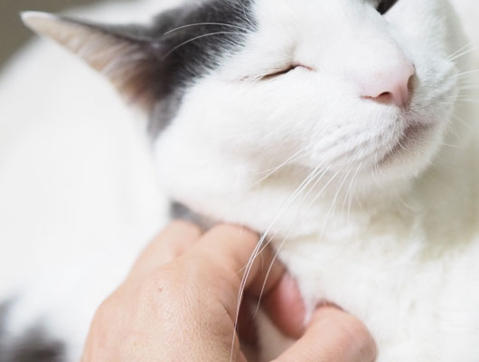 気持ちいい猫