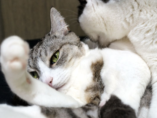にらむ猫