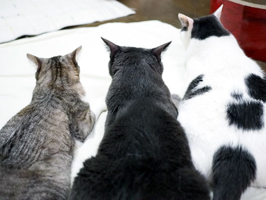 仲良しの猫