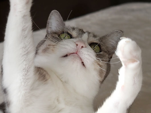 猫じゃらしで遊ぶ猫