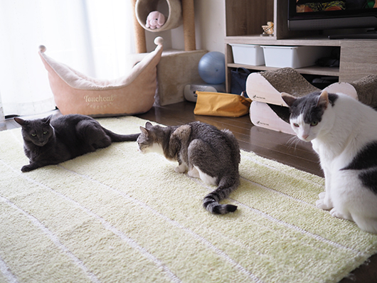 ねこ3