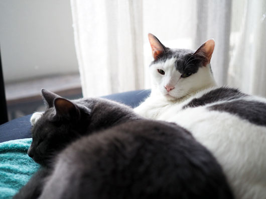 仲良しの猫