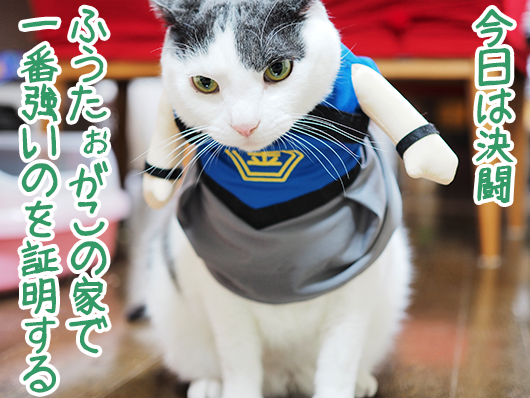 戦う猫