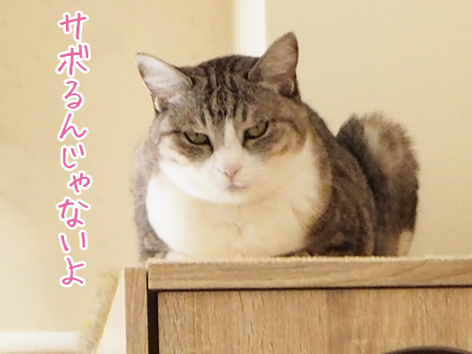 監視する猫