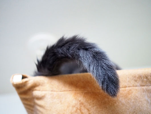 猫のしっぽ