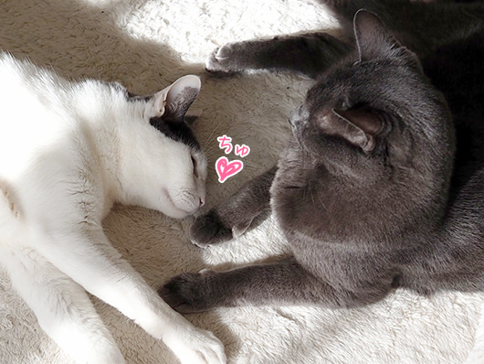 仲良しの猫