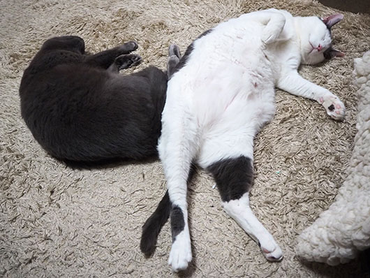 仲良く眠る猫