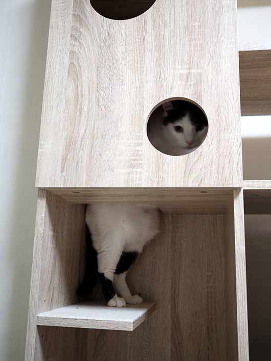 ねこ3