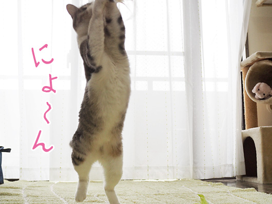 猫じゃらしで遊ぶ猫