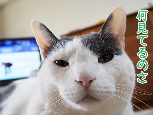 邪魔をする猫