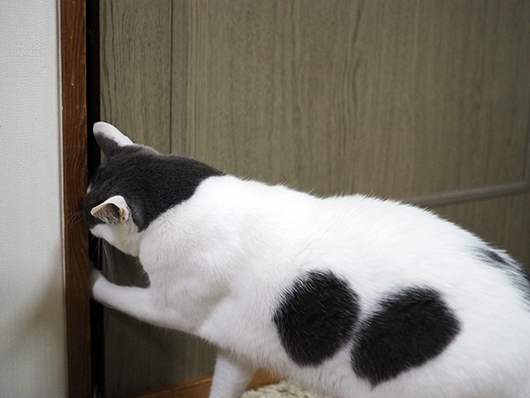 隣の部屋が気になる猫