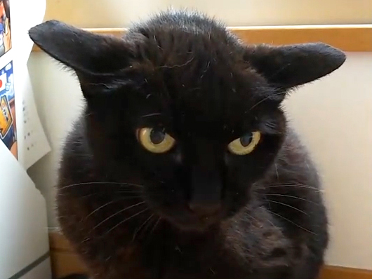 怒る黒猫