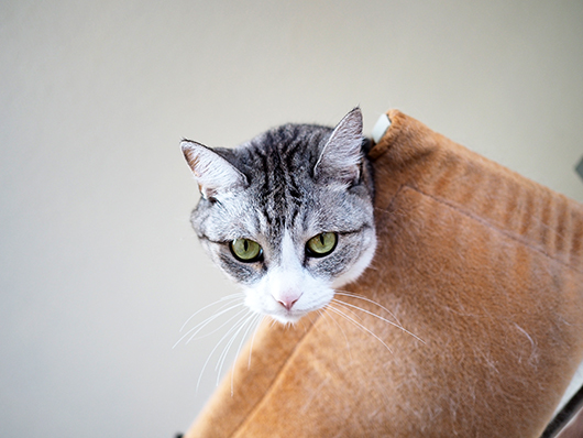 ハンモックの猫