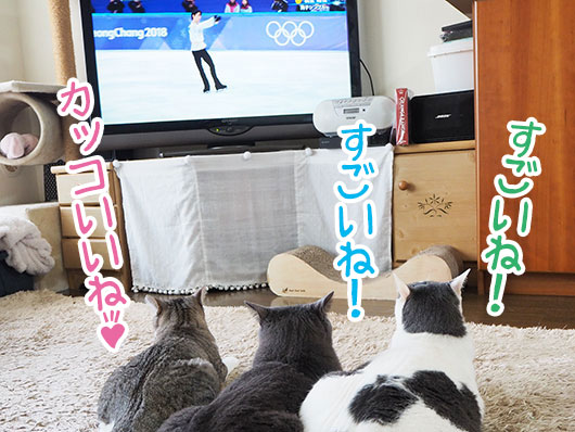 オリンピックを観る猫