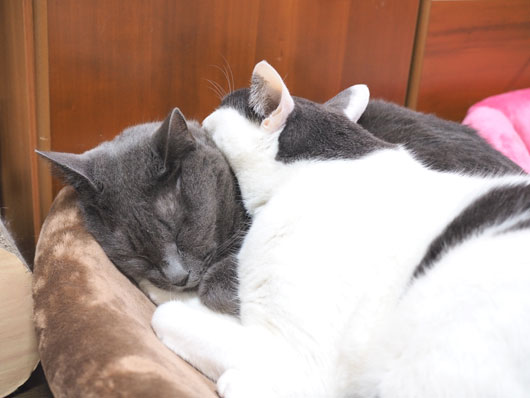 重なって眠る猫