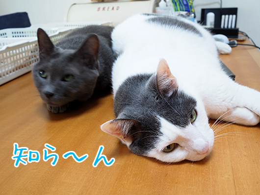 邪魔する猫