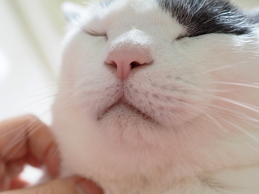 ハチワレ猫