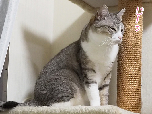 キャットタワーの上の猫