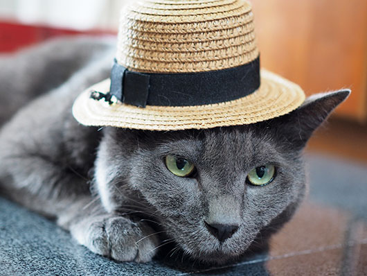 帽子をかぶった猫