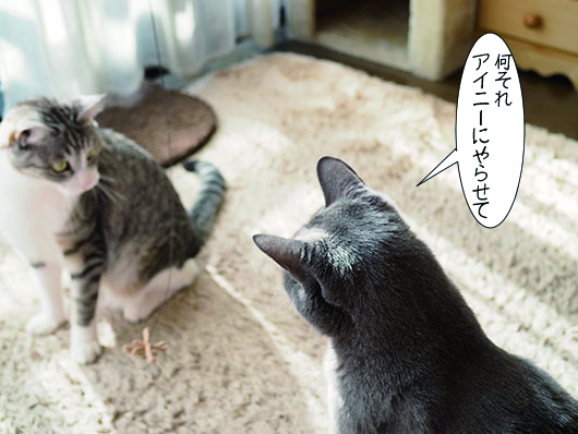 猫じゃらしで遊ぶ猫