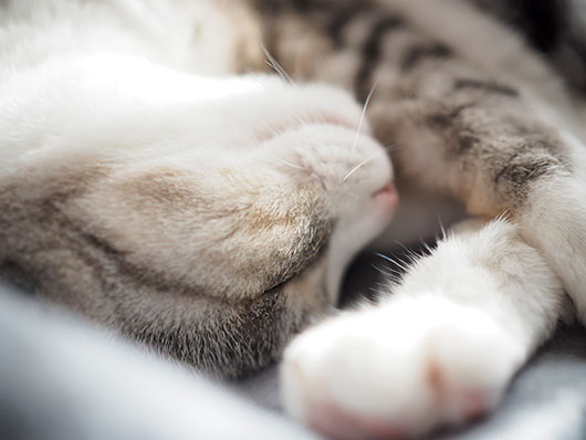 眠る猫