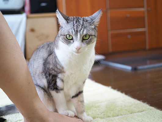 にらむ猫
