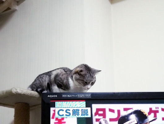 テレビの上の猫