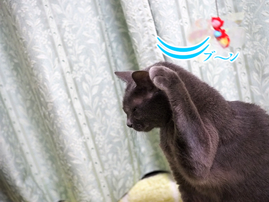 猫じゃらしで遊ぶ猫