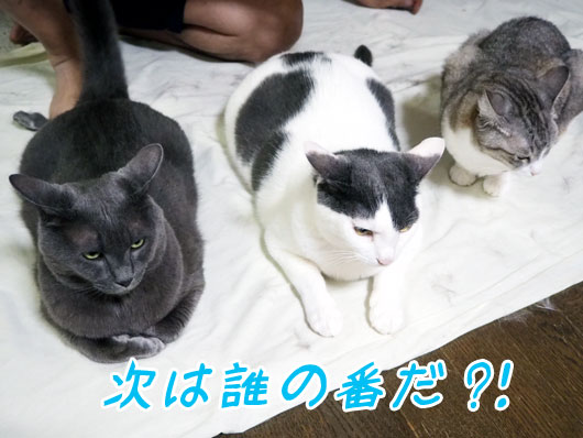 順番待ちする猫