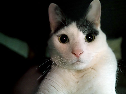 コタツの中の猫